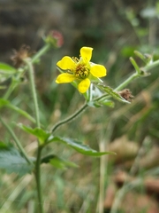 Geum urbanum