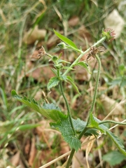 Geum urbanum