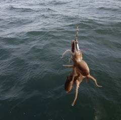 Amphioctopus fangsiao