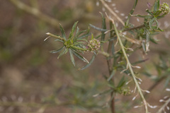 Lepidium africanum