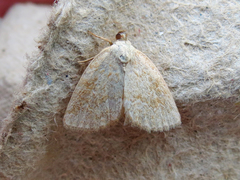 Protodeltote albidula