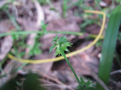 Opercularia ovata