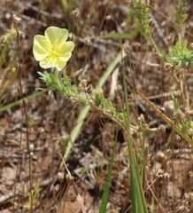 Oenothera grandis
