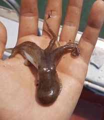 Amphioctopus fangsiao