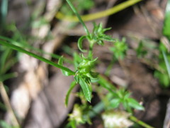 Opercularia ovata