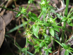 Opercularia ovata
