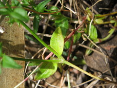 Opercularia ovata