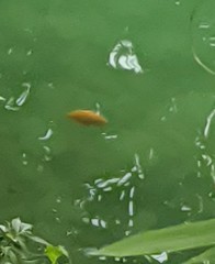 Cyprinus rubrofuscus