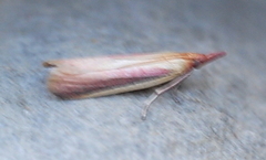 Peoria approximella
