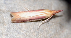 Peoria approximella