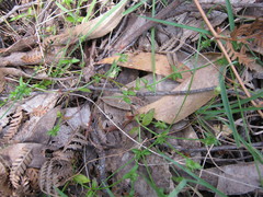Opercularia ovata