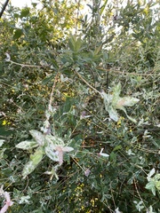 Dasiphora fruticosa