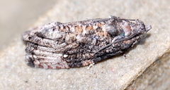Gymnandrosoma punctidiscanum