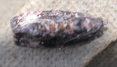 Gymnandrosoma punctidiscanum
