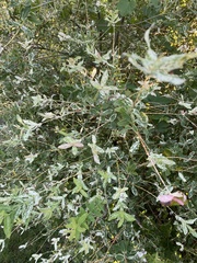 Dasiphora fruticosa