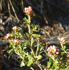 Pomaderris obcordata