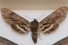 Lintneria eremitus