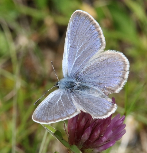 Alcon Large Blue, photo 3 of 8