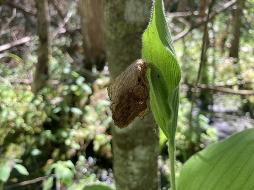 Showy lady slipper (Cypripedium reginae)