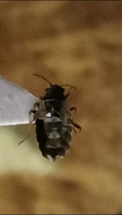 Nithecus jacobaeae