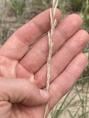 Elymus lanceolatus