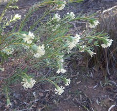 Pimelea stricta