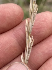 Elymus lanceolatus