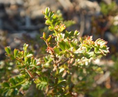 Dodonaea humilis