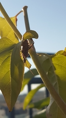 Leptoglossus occidentalis