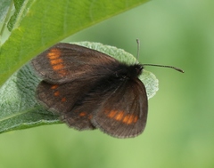 Erebia pharte