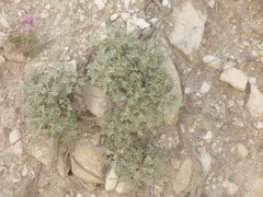 Artemisia hololeuca