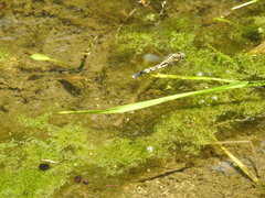 Orthetrum albistylum speciosum
