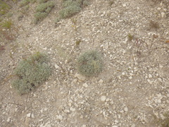Artemisia hololeuca