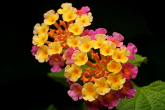 Lantana camara
