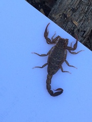 Serradigitus gertschi