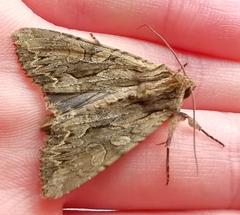 Apamea monoglypha