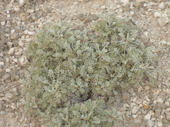 Artemisia hololeuca