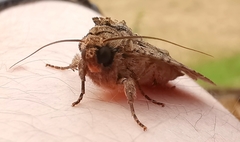 Apamea monoglypha
