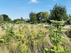 Angelica archangelica