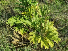 Angelica archangelica