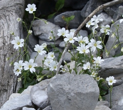 Cerastium carinthiacum