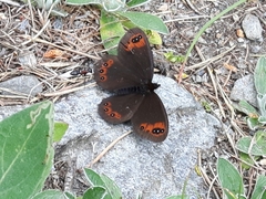 Erebia triarius