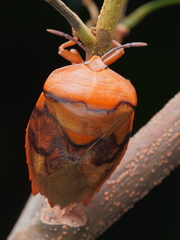 Tessaratoma papillosa