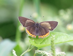 Heliophorus brahma