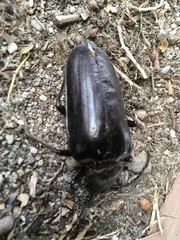 Prionus besikanus