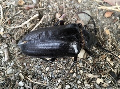 Prionus besikanus