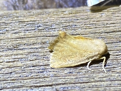 Tortricidia testacea