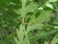 Puccinia libanotidis