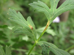 Puccinia libanotidis
