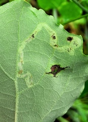 Aulagromyza tremulae